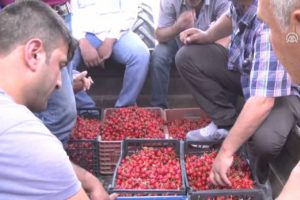 'Açık artırma' ile kiraz satışı