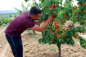 Kayısı beklentiyi karşılamadı