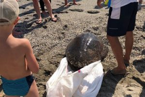 Ölü caretta caretta kıyıya vurdu