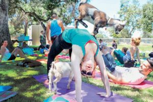 Sağlıklı yaşamın yeni trendi 'keçi yogası'