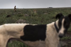 ''Göçmen köpekler yerli köpeklerin yerlerini çalıyor'' iddiası