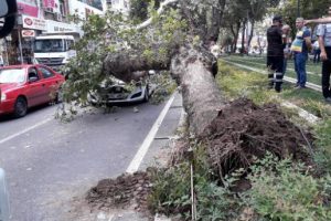 Dev ağaç, seyir halindeki otomobilin üzerine devrildi