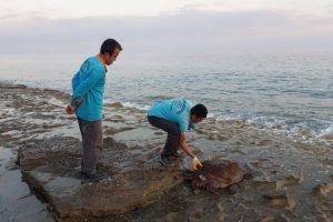 Caretta caretta sahile vurdu