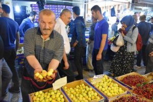 Malatya'nın taze kayısısı tezgahta yerini aldı