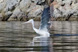 Tepeli pelikan uydu ile takip edilecek