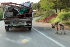 Kamyonetinin arkasına bağladığı köpeği böyle sürükledi