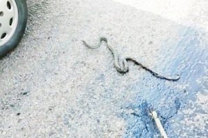 Eriyen asfalta yapışan yılanı vatandaş kurtardı