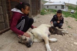 Annesiz kalan yavru kurtları kangal emzirdi
