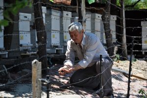 Bursa'da yanlış ilaçlama yüzünden binlerce arı telef oldu
