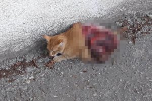 Vahşet! Kedinin derisini yüzdüler