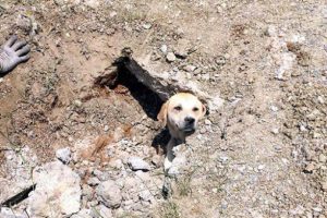 Kanala sıkışan köpek böyle kurtarıldı