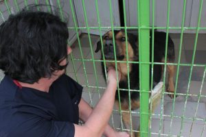 Köpeğe pompalı tüfekle ateş ettiler