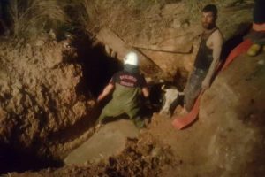 Foseptik çukuruna düşen inek 3 saatte kurtarıldı