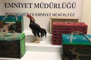 Horoz dövüştürenlere şok baskın kamerada