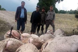 Yıldırım düşmesi sonucu 12 koyun telef oldu