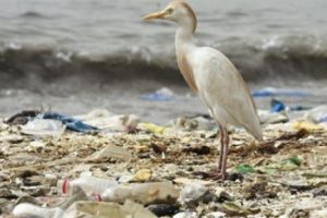 Endonezya'da iki İslami örgüte ''plastik'' çağrısı