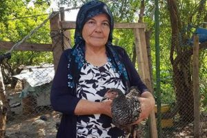 Yeni bir tavuk türü keşfetti! Annesinin adını verdi