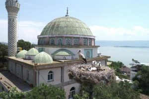 Bursa'nın leylek köyünde yavru leylek heyecanı
