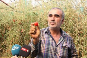 'Tuta' yüzünden binlerce ton domates kurudu