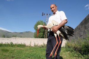 Uçamayan leyleği evinde besliyor