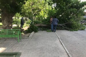 Kilolarca ağırlıktaki ağaç üzerine devrildi!