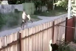 Pitbullar adama böyle saldırdı