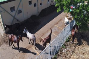 Adalar'daki fayton park havadan görüntülendi