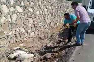 Bursa'da yaralı pelikan tedaviye alındı