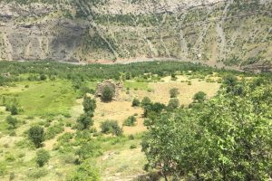 Terör yüzünden ekilemeyen araziler yeşillendi