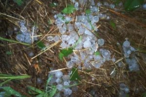 İzmir'deki sağanak yağmur ve dolu mahsullere zarar verdi