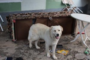 Köpeğin parçaladığı çekyattan servet çıktı!