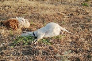Zeytinliğine giren 24 keçiyi katletti