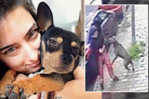 Pitbull dehşetinde sahibe 6 ay hapis cezası istendi
