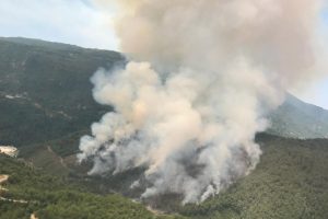 Manisa'da orman yangını!