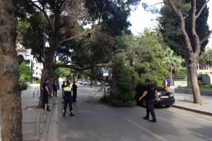 Çam ağacı araçların üzerine devrildi