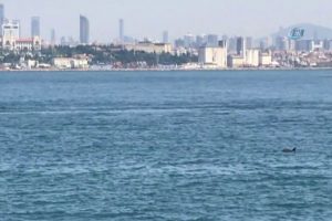 İstanbul Boğazı'nda yunuslardan görsel şölen