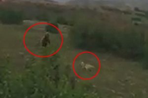 Kangal köpeği ayıya meydan okudu