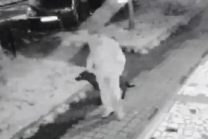 Köpeğe tecavüz edip, sakat bırakan sapık serbest kaldı!
