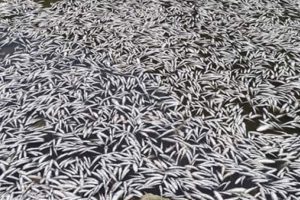 Baraj suları çekildi, balıklar öldü