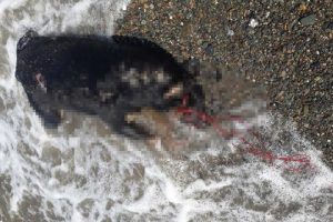Boğazı iple bağlanmış köpek ölüsü bulundu