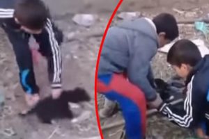 ''Patileri kesilen köpekle'' provokasyon uyarısı