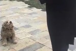Erdoğan küçük köpeği böyle besledi
