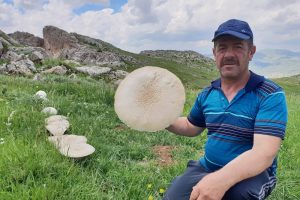 Dev 'kızıl mantar' bulundu