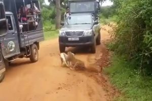 Leopar köpeğe böyle saldırdı