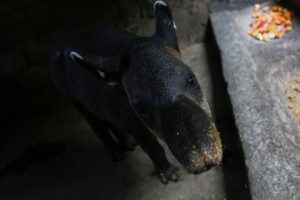 Kahin tapir: İlk maçı İsveç kazanacak