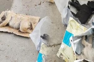 5 köpeğin zehirlendiği korkunç olaya soruşturma!
