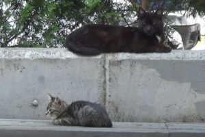 Bursa'da aynı sokakta bir haftada ikinci kedi cinayeti