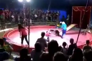 Sirkte korku dolu anlar!