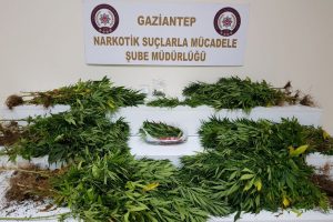 7 kilo 655 gram esrar maddesi ele geçirildi!