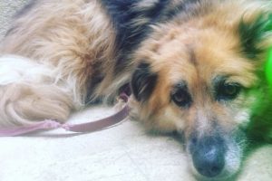Şiddete uğrayan köpek sahibine kavuştu!